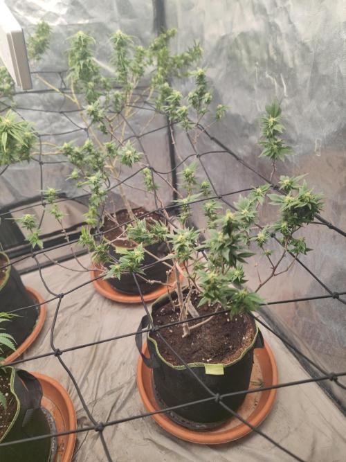 14-14 Tropimango "Philosopher Seeds" FEM. Week 20