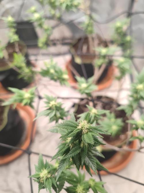 14-14 Tropimango "Philosopher Seeds" FEM. Week 20