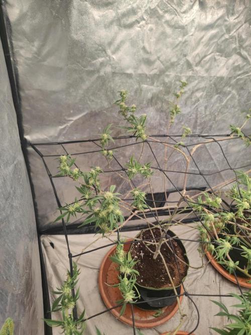 14-14 Platinum OG "GB Strains" FEM. Week 20