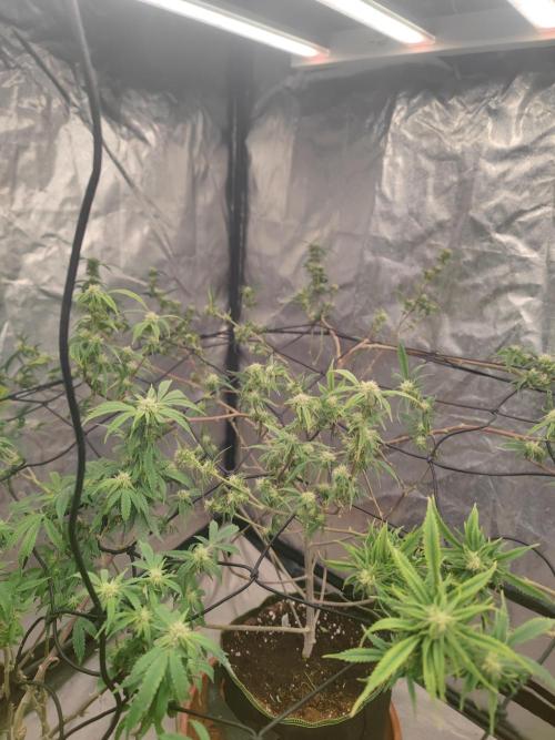 14-14 Platinum OG "GB Strains" FEM. Week 20