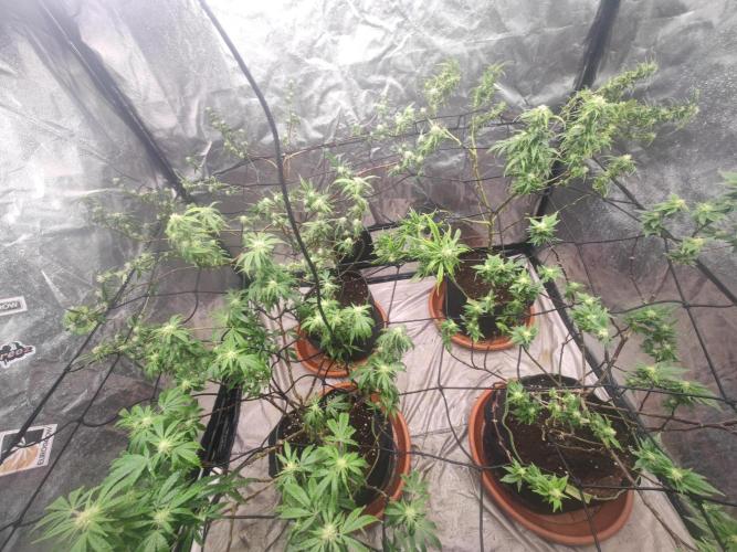 14-14 Platinum OG "GB Strains" FEM. Week 20