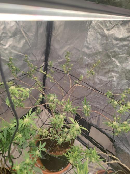 14-14 Platinum OG "GB Strains" FEM. Week 20