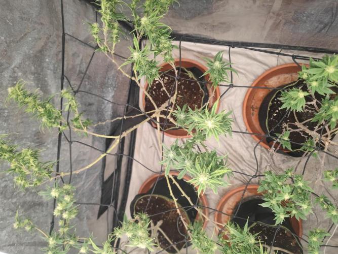 14-14 Amnesia Fast CBD "GB Strains" FEM. Week 20