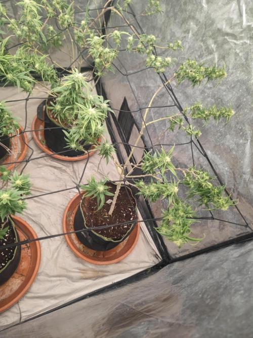 14-14 Amnesia Fast CBD "GB Strains" FEM. Week 20