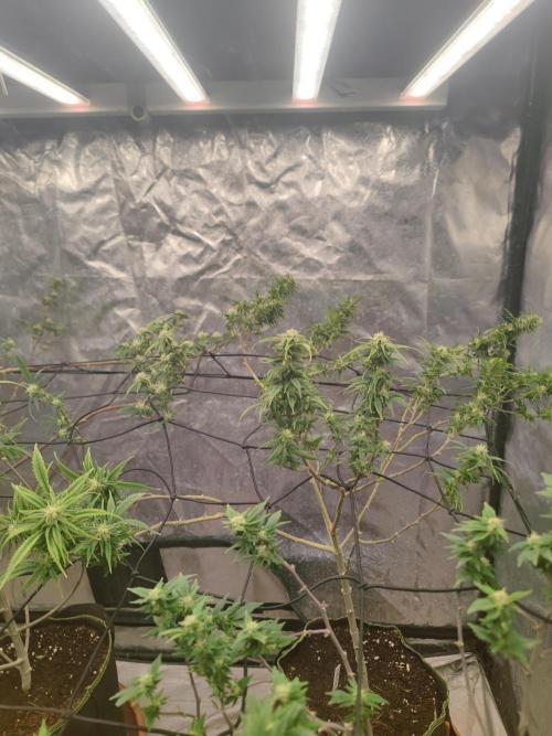 14-14 Amnesia Fast CBD "GB Strains" FEM. Week 20