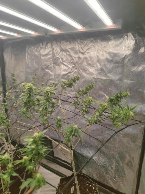 14-14 Amnesia Fast CBD "GB Strains" FEM. Week 20