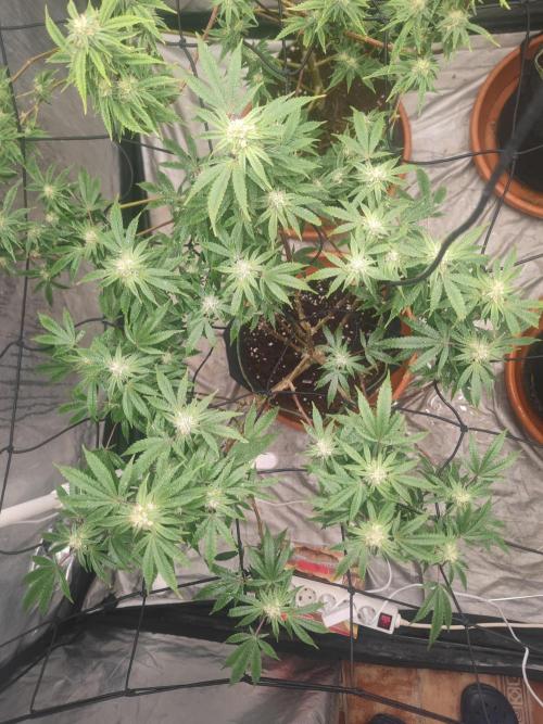 14-14 Blue Zushi L.E. "Grower Choice". Week 21