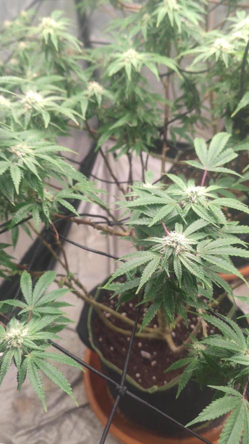 14-14 Blue Zushi L.E. "Grower Choice"