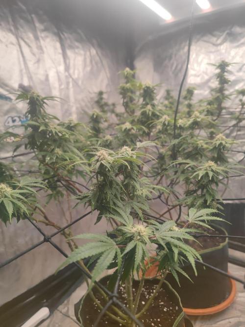 14-14 Blue Zushi L.E. "Grower Choice". Week 21