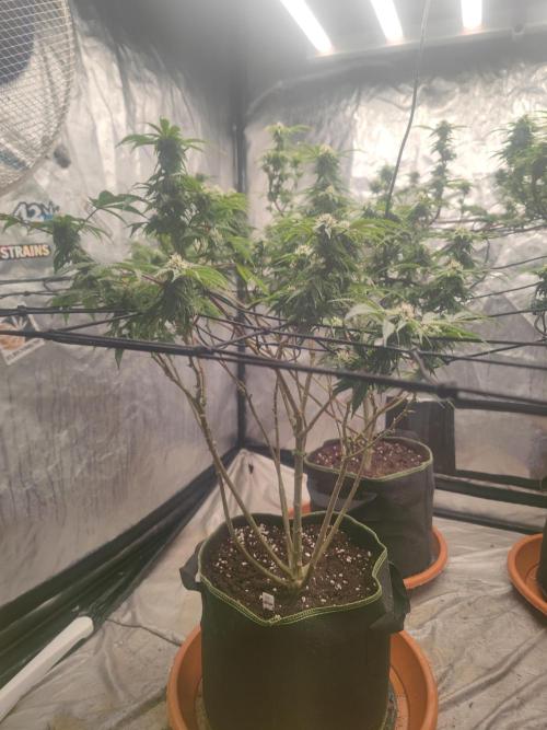 14-14 Blue Zushi L.E. "Grower Choice". Week 21