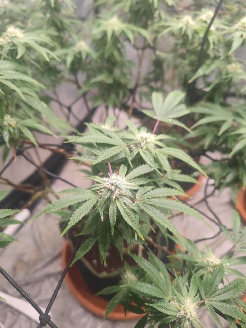 14-14 Blue Zushi L.E. "Grower Choice". Week 21