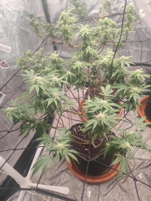 14-14 Blue Zushi L.E. "Grower Choice". Week 21