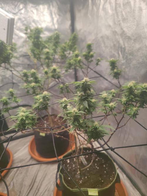 14-14 Tropimango "Philosopher Seeds" FEM. Week 21