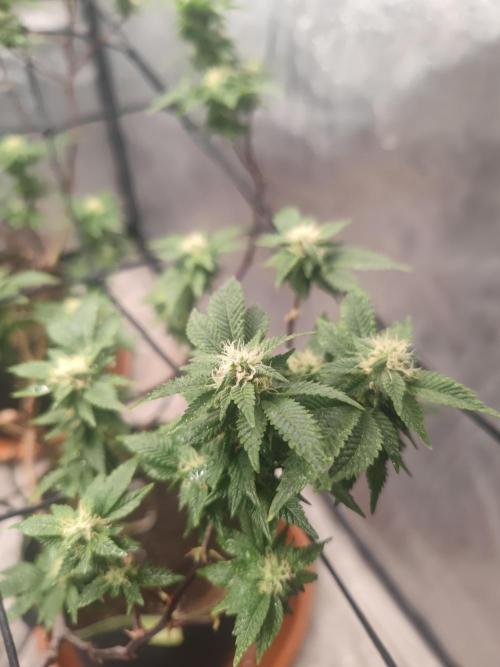 14-14 Tropimango "Philosopher Seeds" FEM. Week 21