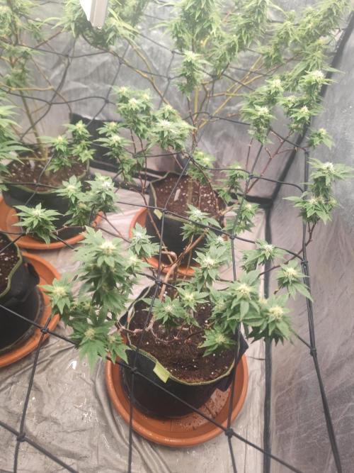 14-14 Tropimango "Philosopher Seeds" FEM. Week 21