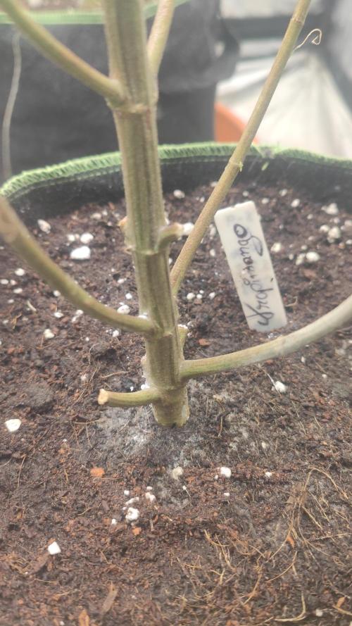 14-14 Tropimango "Philosopher Seeds" FEM