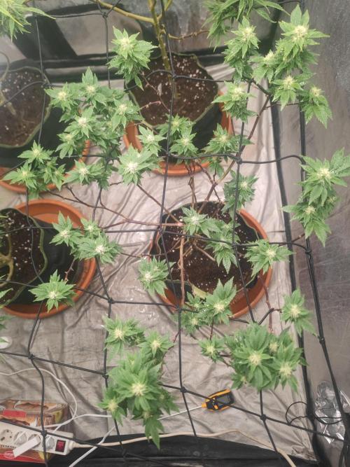 14-14 Tropimango "Philosopher Seeds" FEM. Week 21