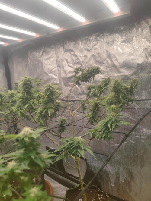 14-14 Amnesia Fast CBD "GB Strains" FEM. Week 21