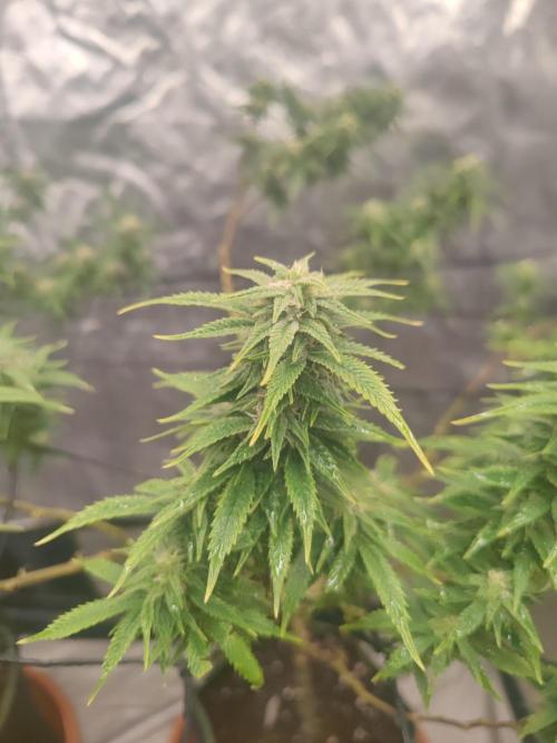 14-14 Amnesia Fast CBD "GB Strains" FEM. Week 21