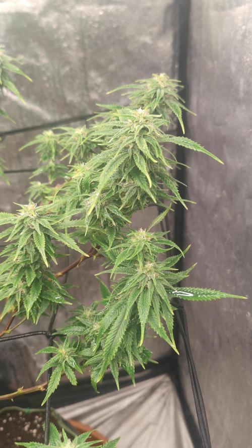 14-14 Amnesia Fast CBD "GB Strains" FEM