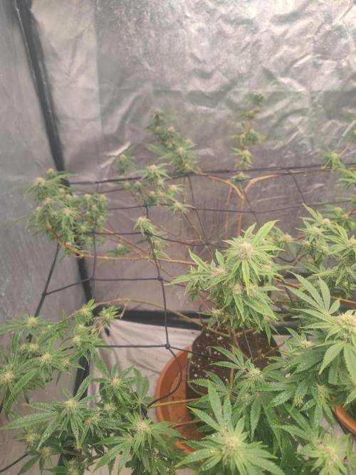 14-14 Platinum OG "GB Strains" FEM. Week 21