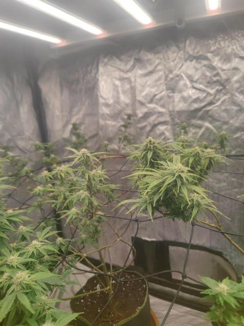 14-14 Platinum OG "GB Strains" FEM. Week 21