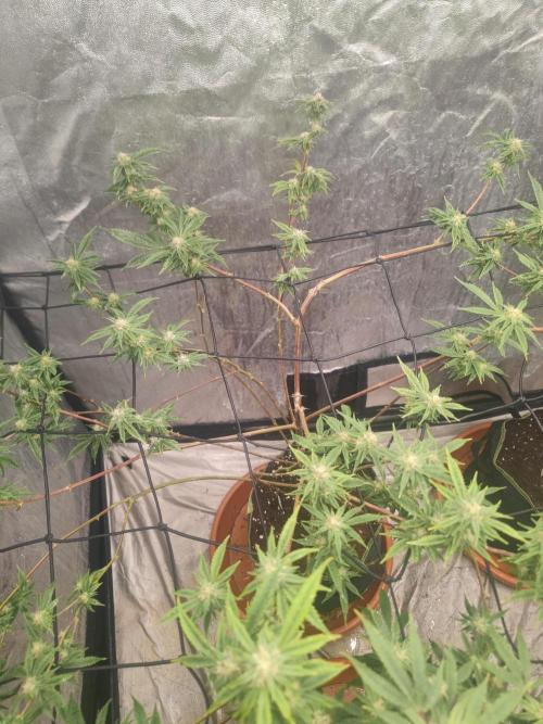 14-14 Platinum OG "GB Strains" FEM. Week 21