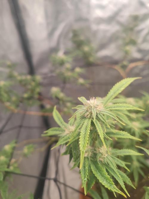 14-14 Platinum OG "GB Strains" FEM. Week 21