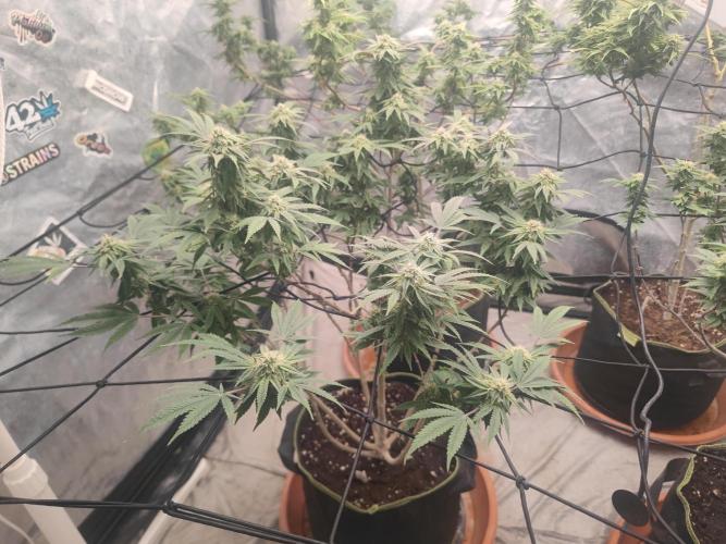 14-14 Blue Zushi L.E. "Grower Choice". Week 22