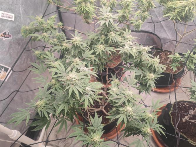 14-14 Blue Zushi L.E. "Grower Choice". Week 22