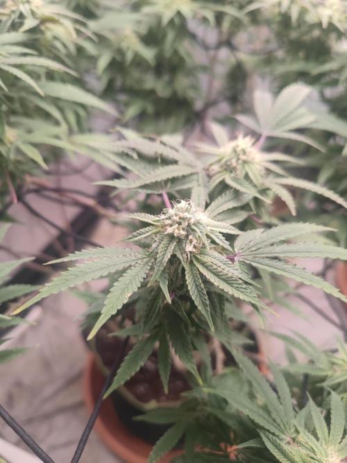 14-14 Blue Zushi L.E. "Grower Choice". Week 22