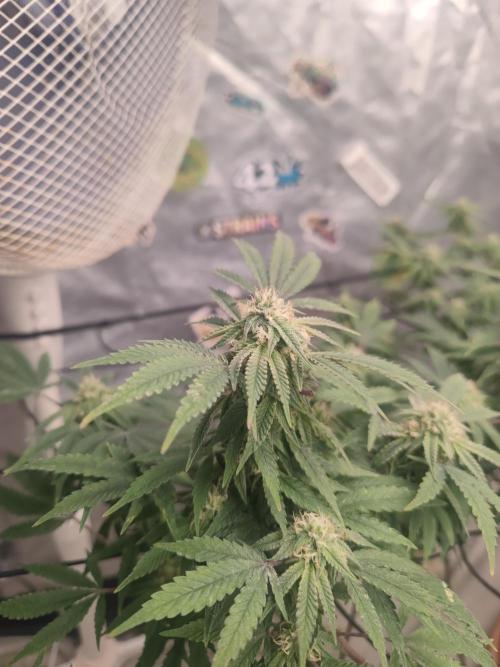 14-14 Blue Zushi L.E. "Grower Choice". Week 22