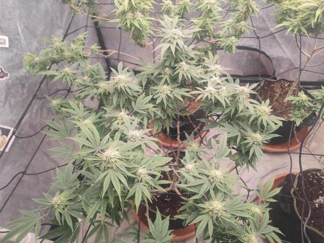 14-14 Blue Zushi L.E. "Grower Choice". Week 22