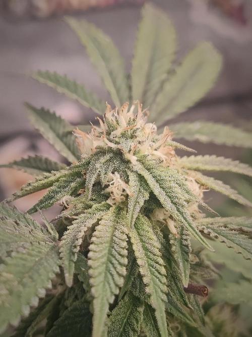 14-14 Blue Zushi L.E. "Grower Choice". Week 22