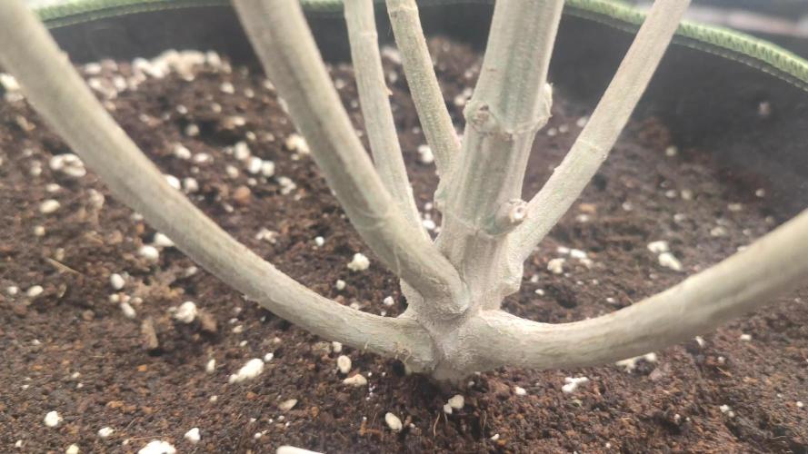 14-14 Blue Zushi L.E. "Grower Choice"