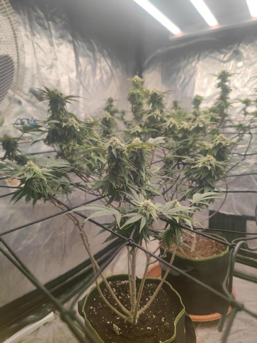 14-14 Blue Zushi L.E. "Grower Choice". Week 22