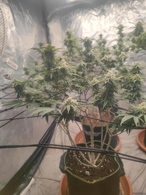 14-14 Blue Zushi L.E. "Grower Choice". Week 22