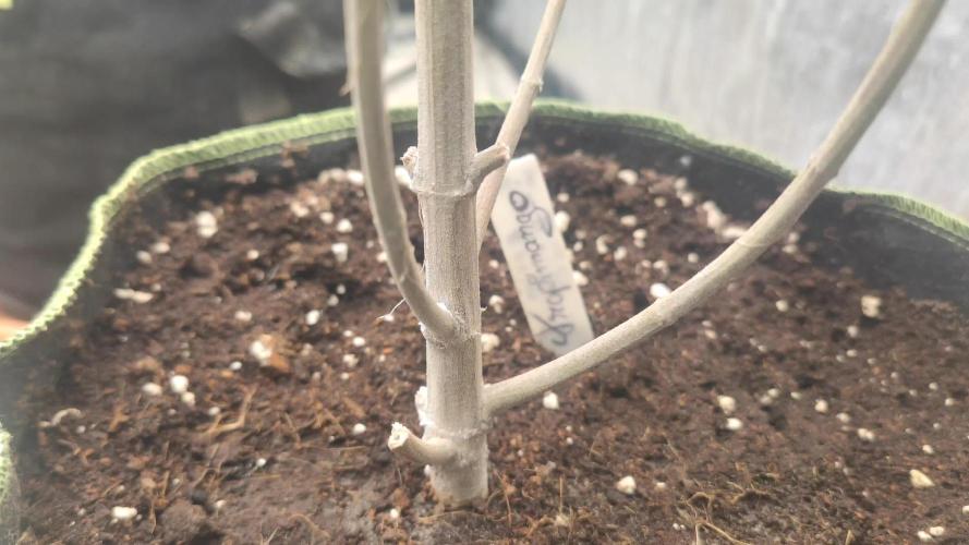 14-14 Tropimango "Philosopher Seeds" FEM