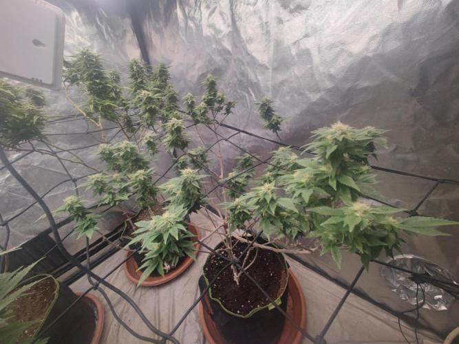 14-14 Tropimango "Philosopher Seeds" FEM. Week 22