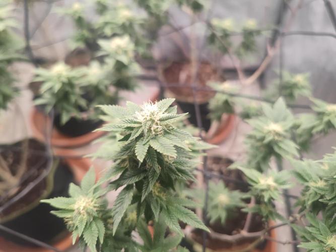 14-14 Tropimango "Philosopher Seeds" FEM. Week 22