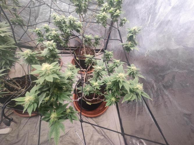 14-14 Tropimango "Philosopher Seeds" FEM. Week 22