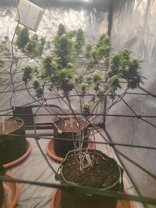 14-14 Tropimango "Philosopher Seeds" FEM. Week 22