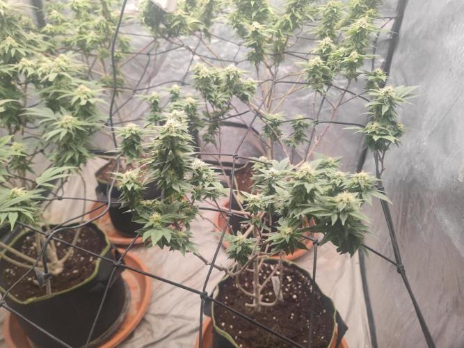 14-14 Tropimango "Philosopher Seeds" FEM. Week 22