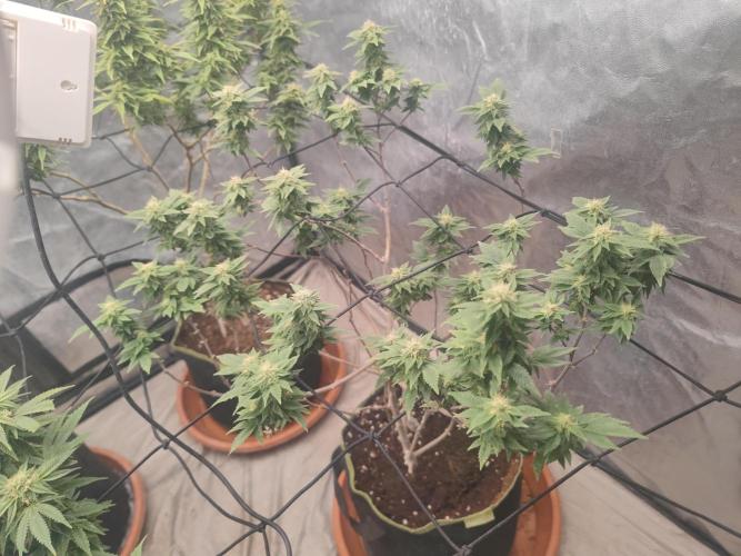 14-14 Tropimango "Philosopher Seeds" FEM. Week 22