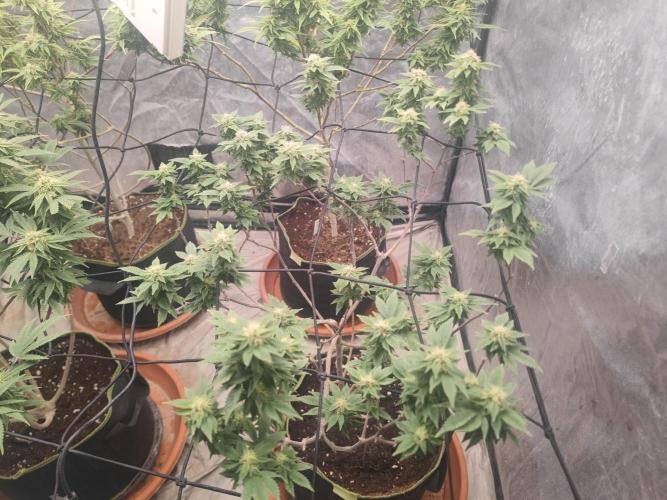 14-14 Tropimango "Philosopher Seeds" FEM. Week 22