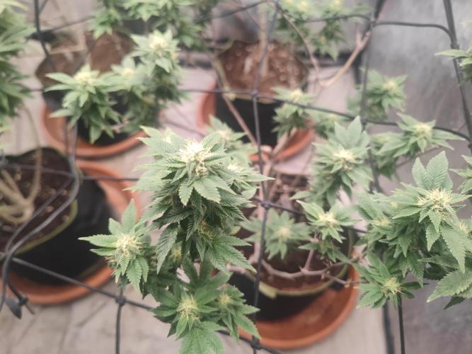 14-14 Tropimango "Philosopher Seeds" FEM. Week 22