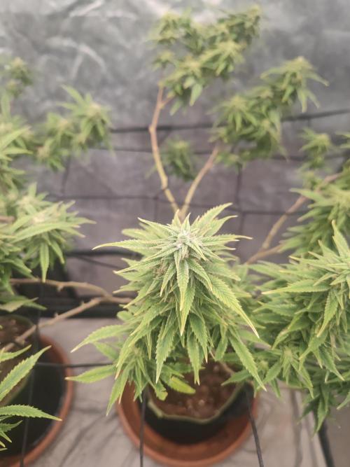 14-14 Amnesia Fast CBD "GB Strains" FEM. Week 22