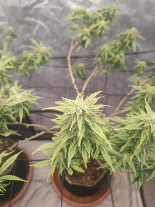 14-14 Amnesia Fast CBD "GB Strains" FEM. Week 22