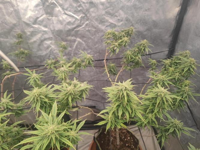14-14 Amnesia Fast CBD "GB Strains" FEM. Week 22