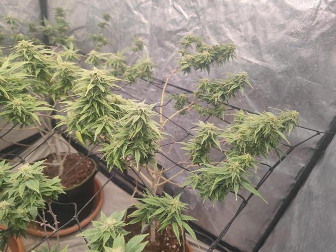 14-14 Amnesia Fast CBD "GB Strains" FEM. Week 22